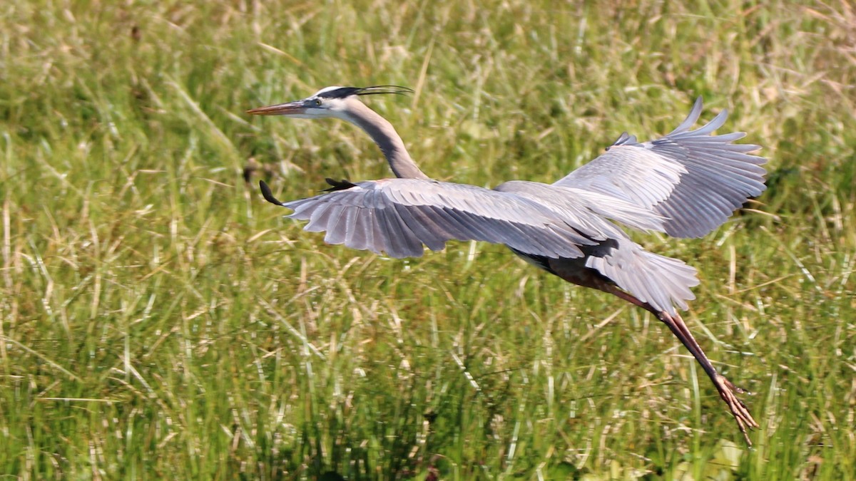 Great Blue Heron - ML649771787