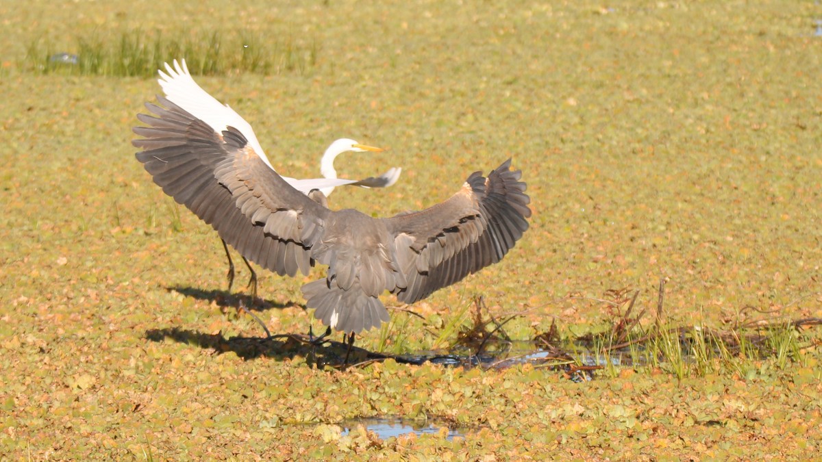 Great Blue Heron - ML649771788