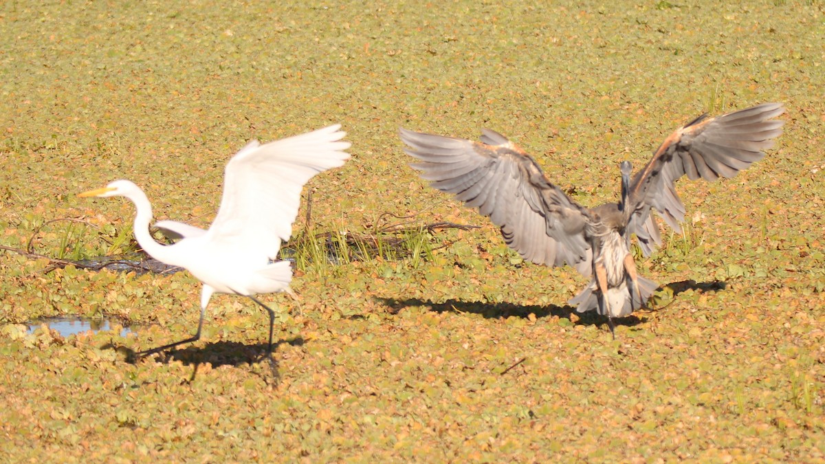 Great Blue Heron - ML649771789