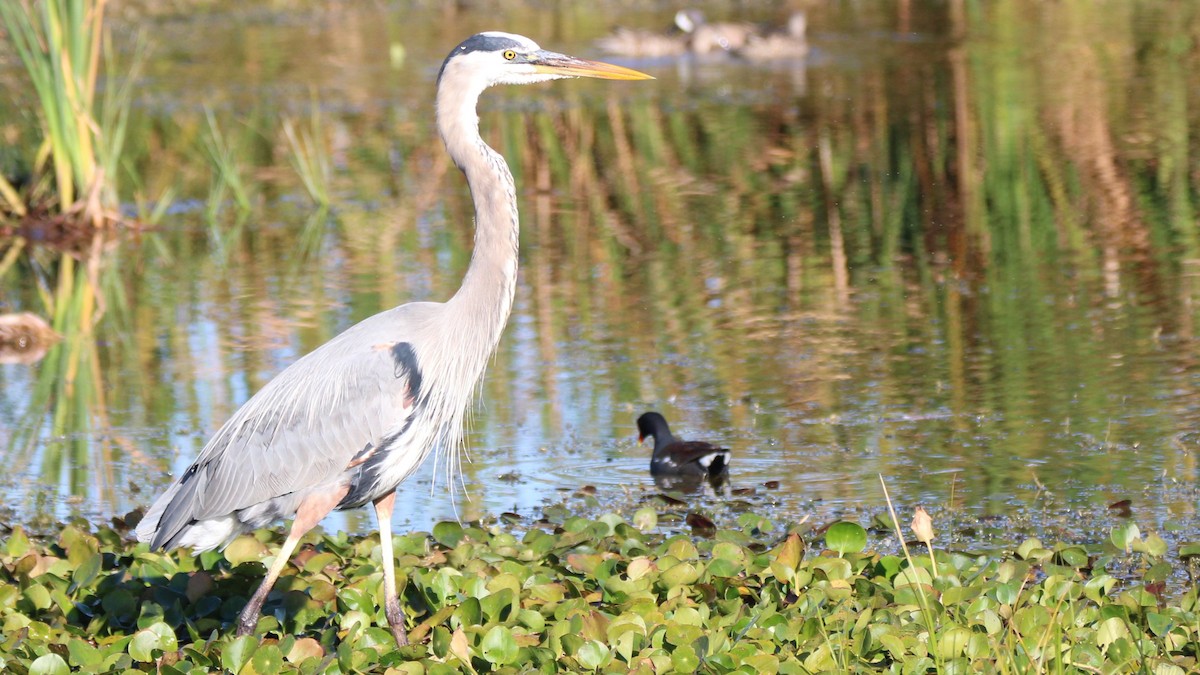 Great Blue Heron - ML649771790