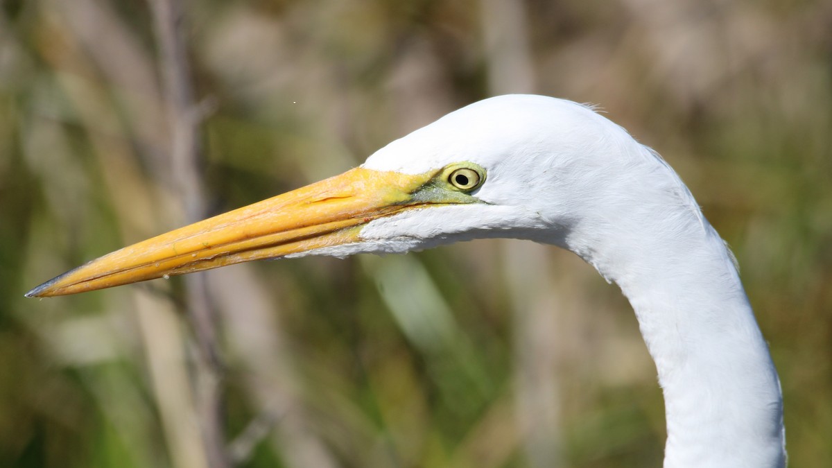 Great Egret - ML649771802
