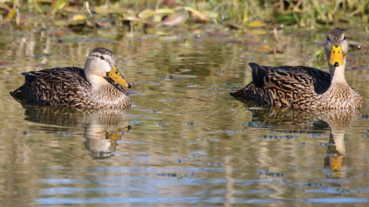 Mottled Duck - ML649771827