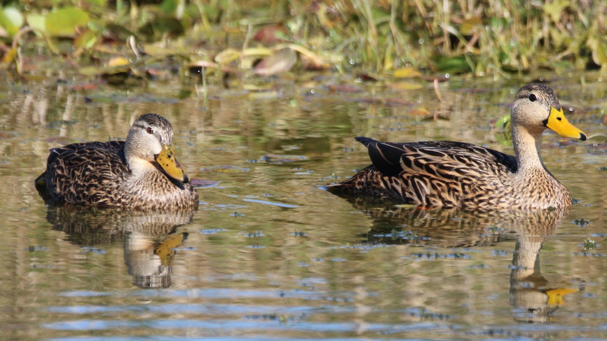 Mottled Duck - ML649771828