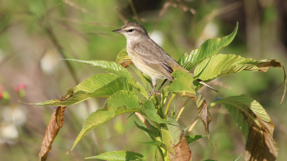 Palm Warbler - ML649771889
