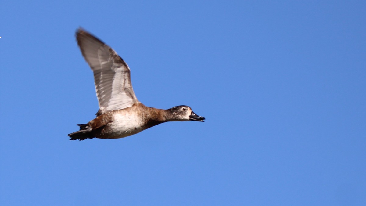 Ring-necked Duck - ML649771935