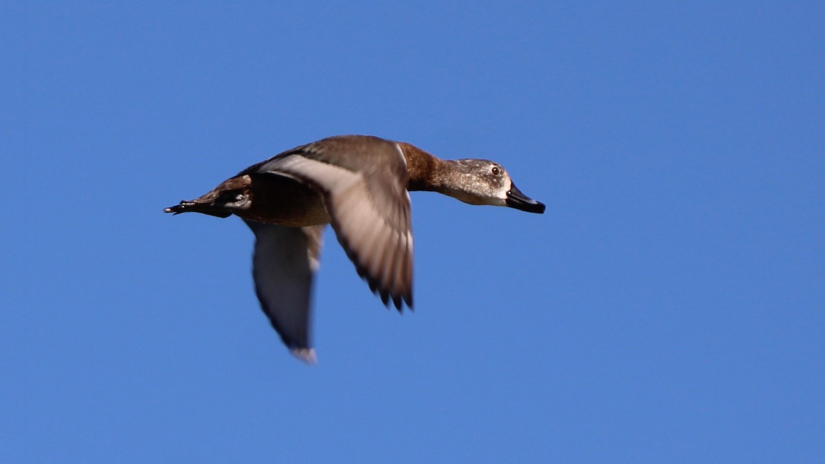 Ring-necked Duck - ML649771936
