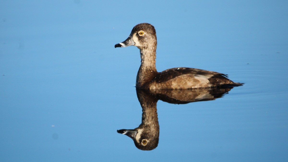 Ring-necked Duck - ML649771940