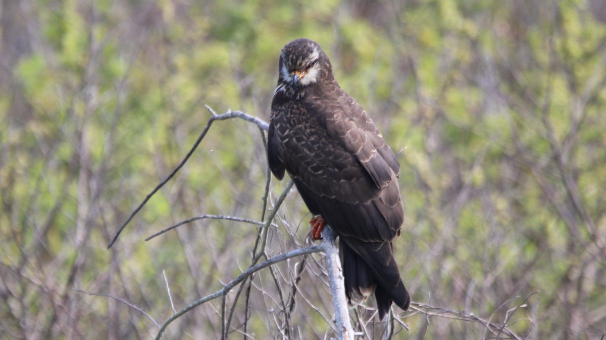 Snail Kite - ML649772129