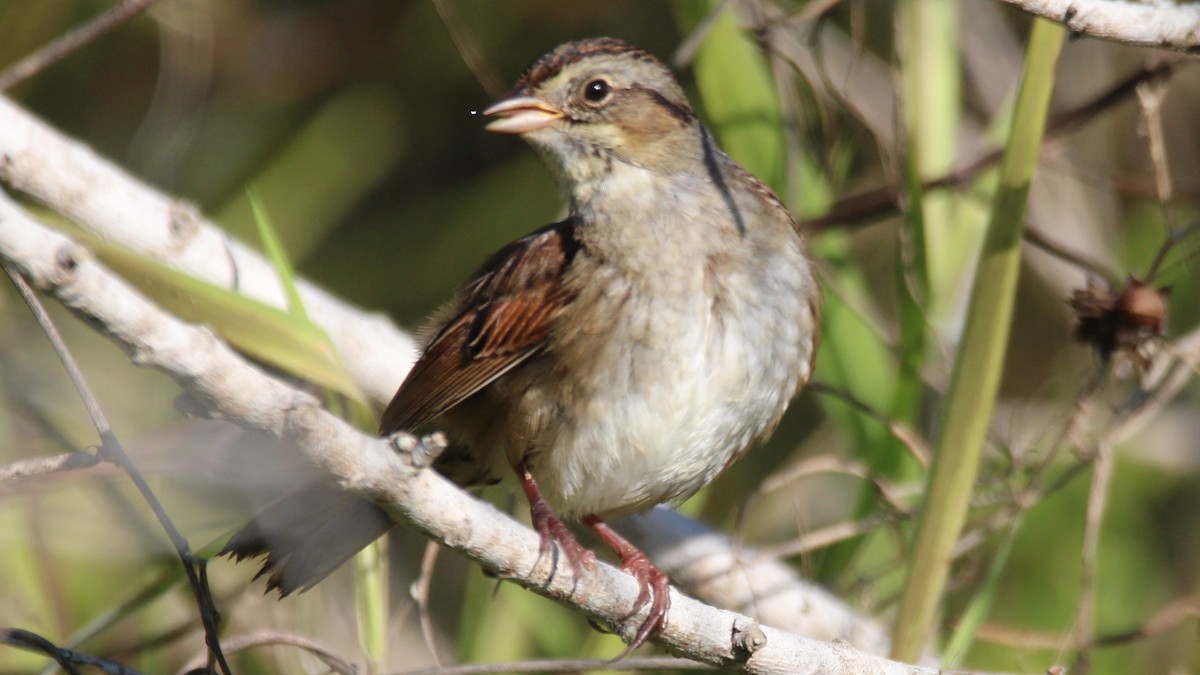 Swamp Sparrow - ML649772149