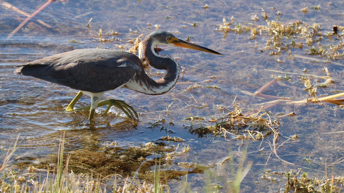 Tricolored Heron - ML649772187