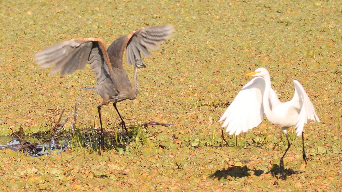 Great Blue Heron - ML649772194