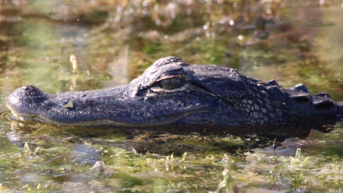 Animals - ML649772220