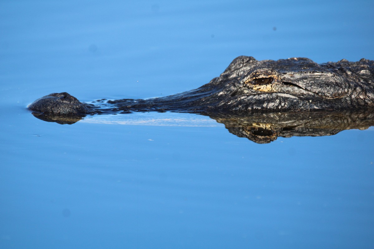 Animals - ML649772221