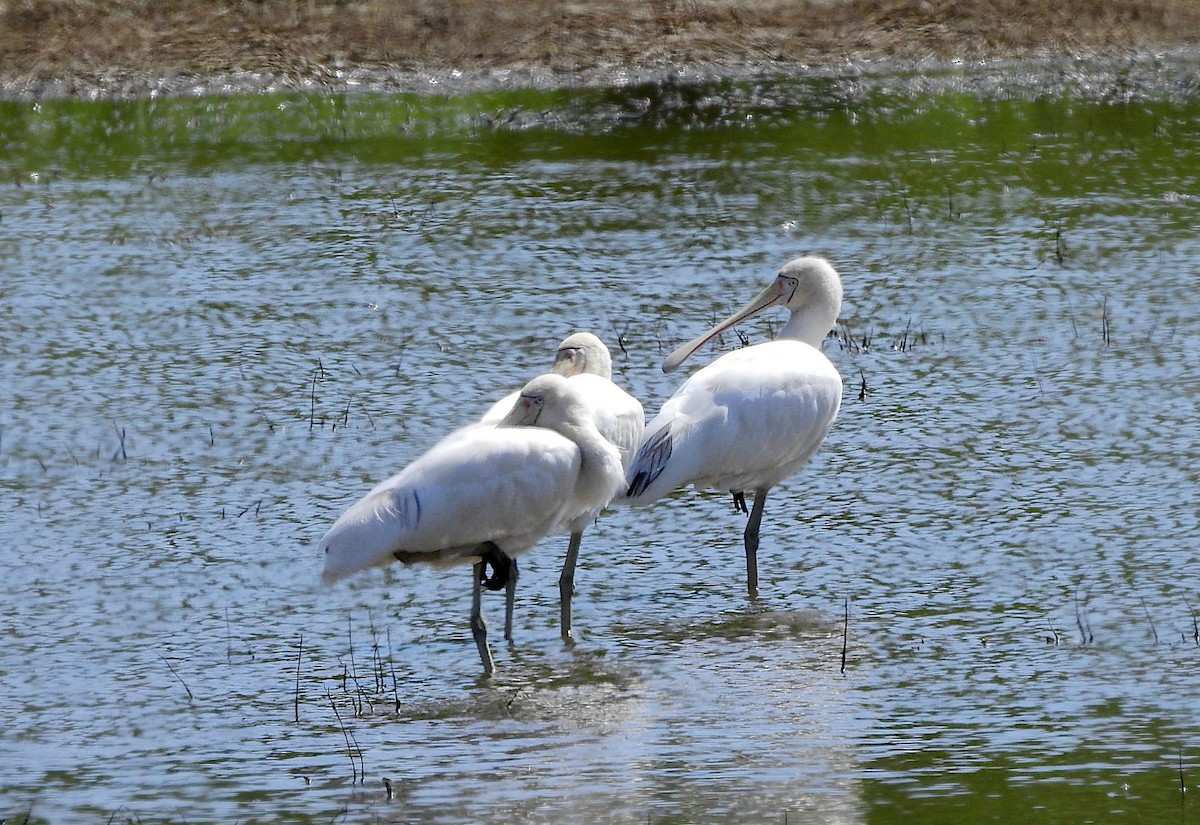 Mokozabal mokohoria - ML649772227