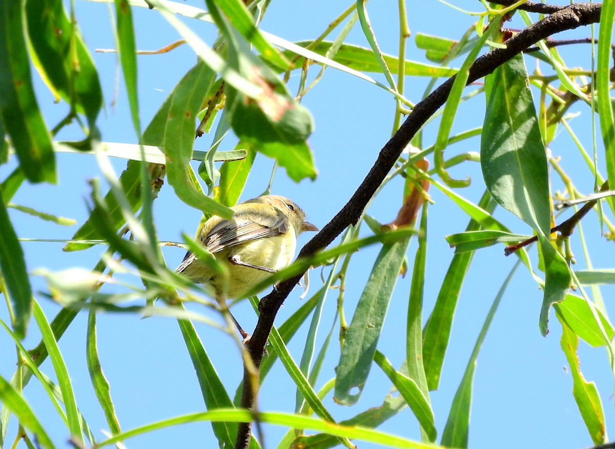 Weebill - ML649772240