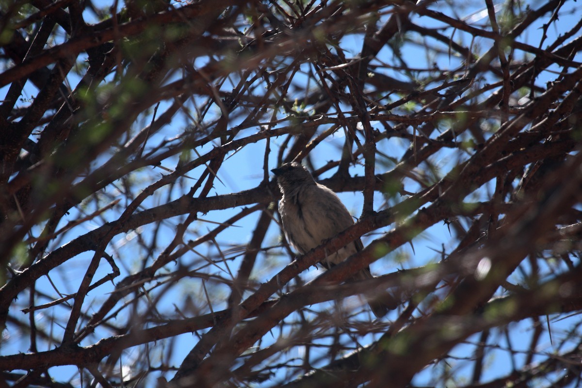 Lesser Honeyguide (Lesser) - ML649772757