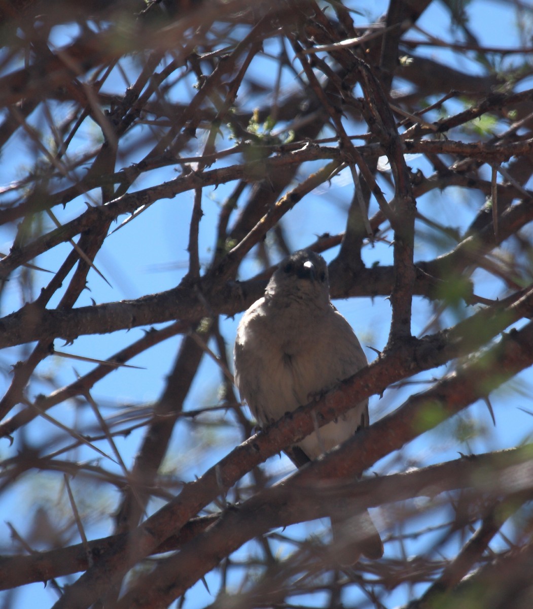 Lesser Honeyguide (Lesser) - ML649772758