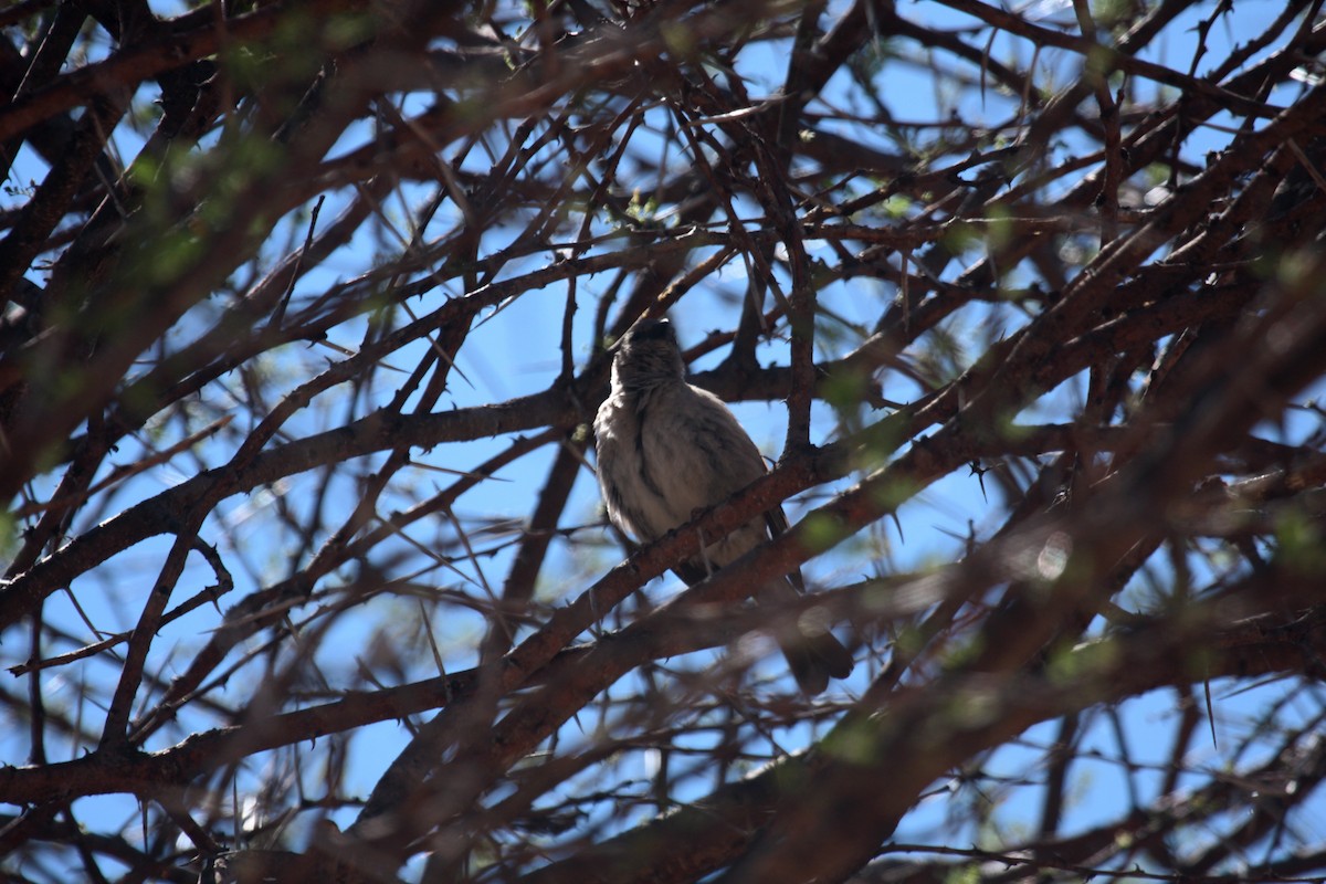 Lesser Honeyguide (Lesser) - ML649772759