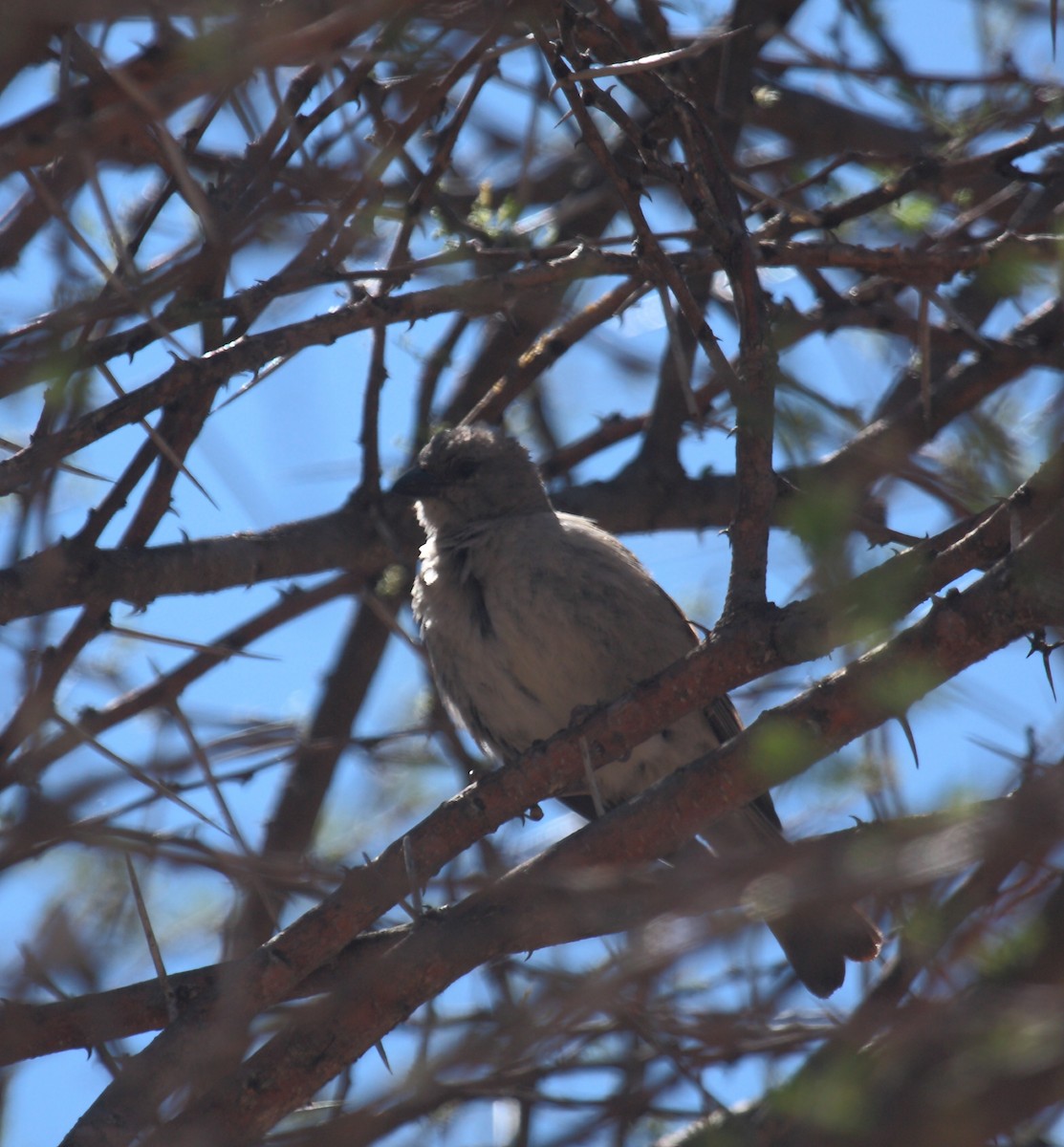 Lesser Honeyguide (Lesser) - ML649772760