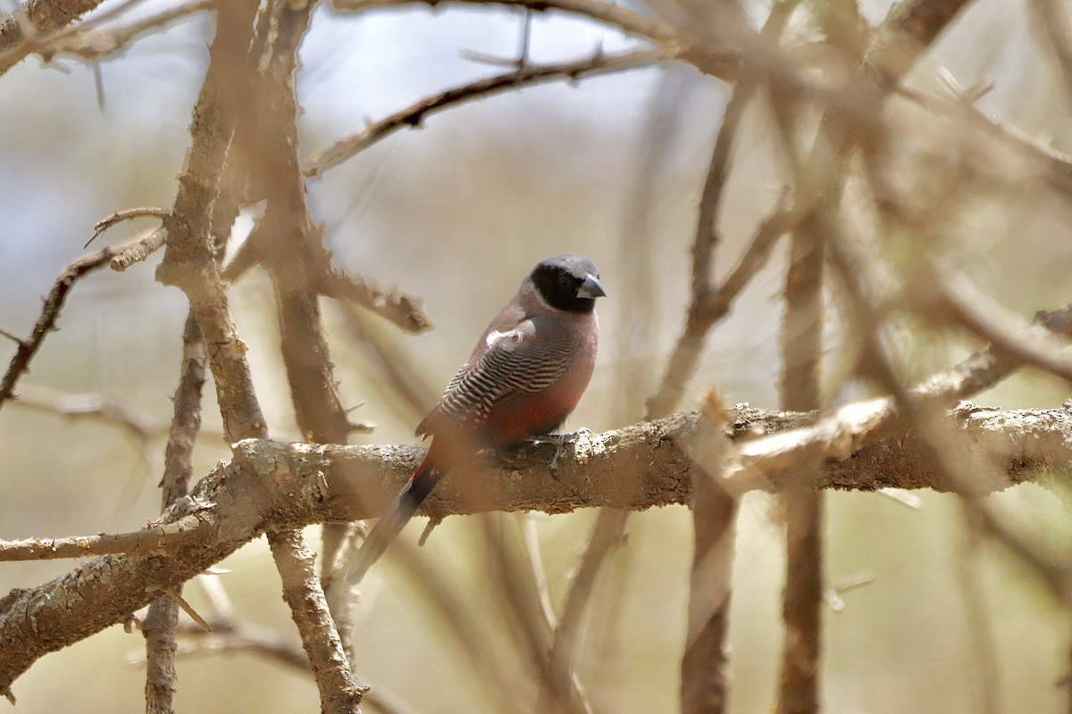 Black-faced Waxbill - ML649772781