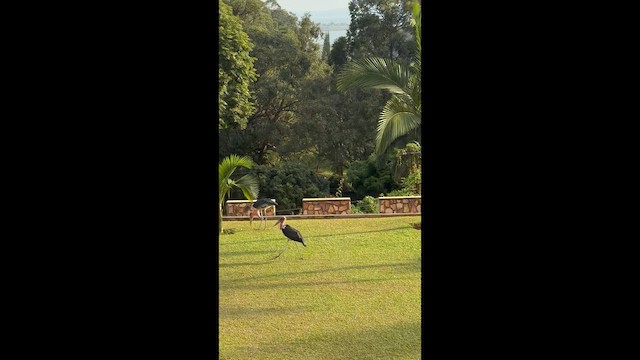 Marabou Stork - ML649774078