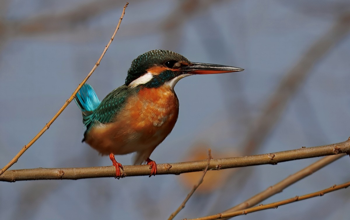 Common Kingfisher - ML649774410