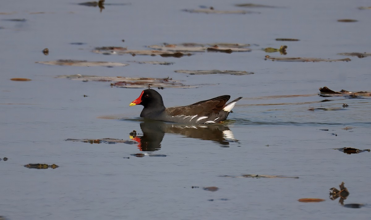 Eurasian Moorhen - ML649774425
