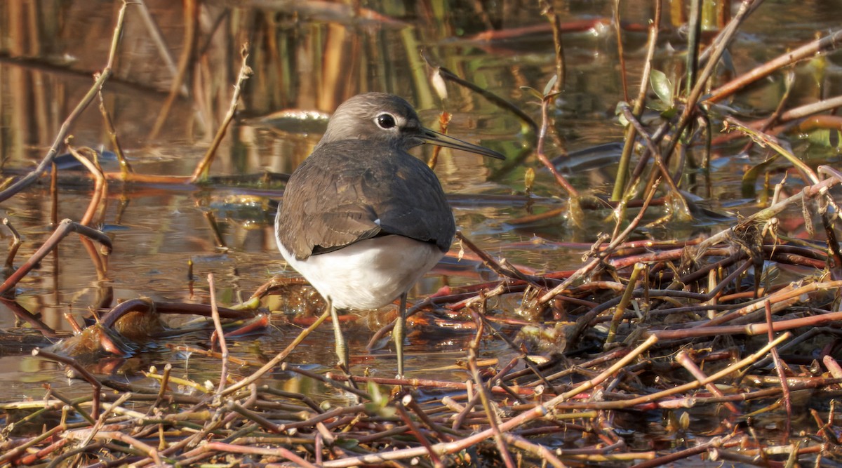 Green Sandpiper - ML649774482