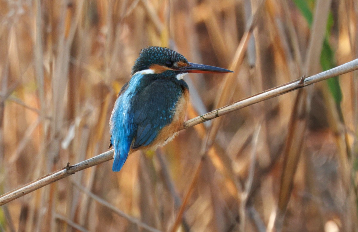 Common Kingfisher - ML649774531