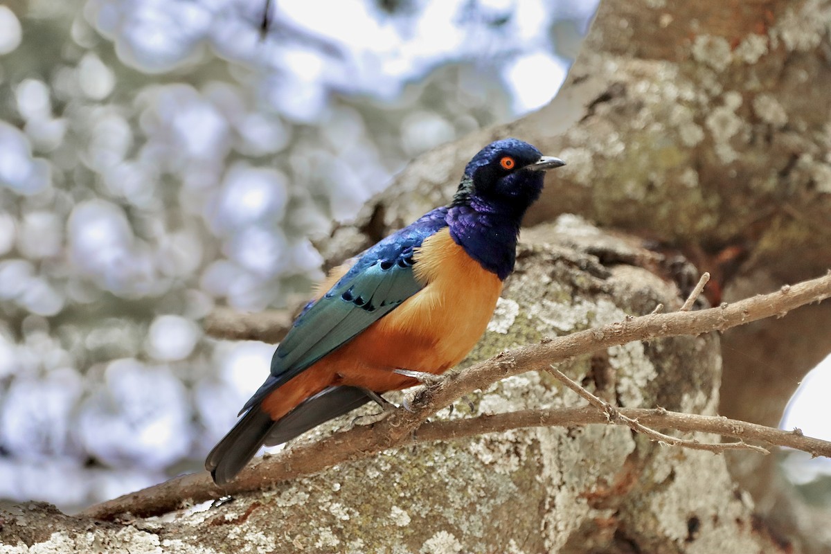 Hildebrandt's Starling - ML649774579