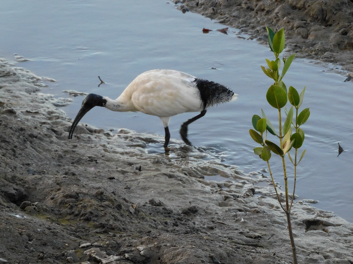 Ібіс молуцький - ML649775459