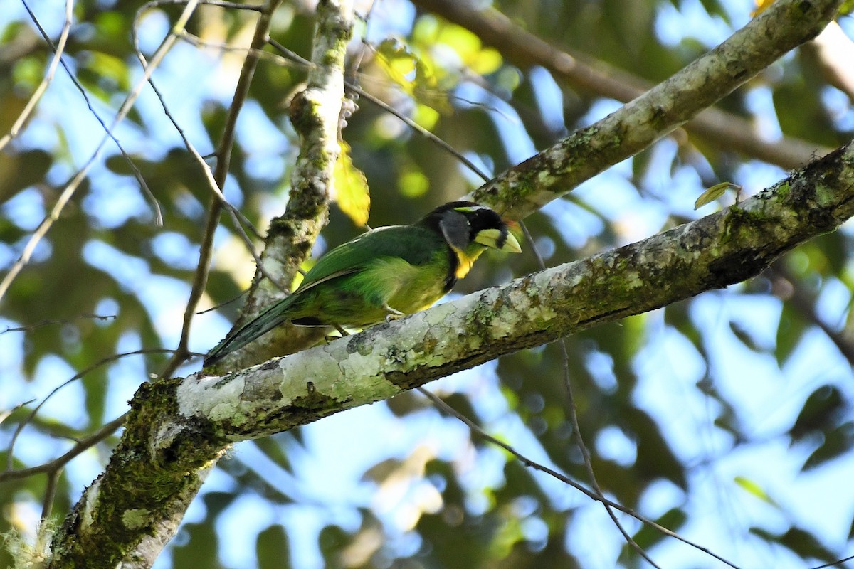 Fire-tufted Barbet - ML649776242