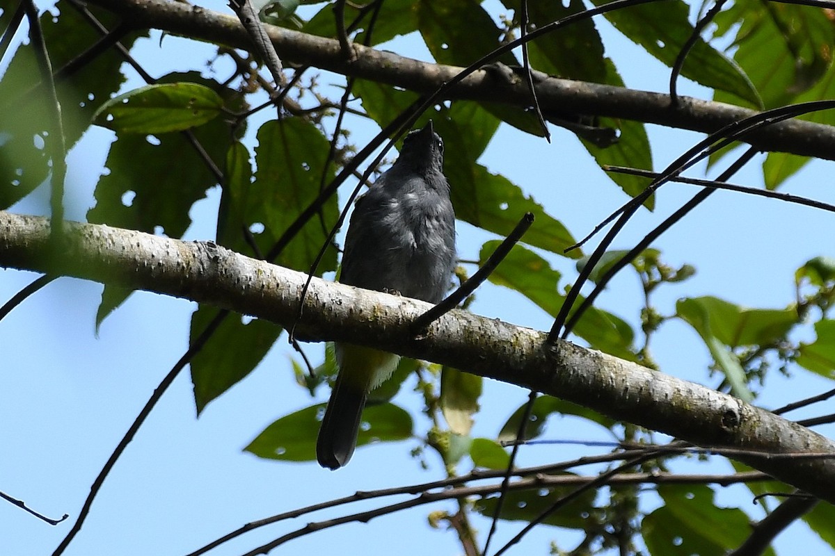 Gray-bellied Bulbul - ML649776251