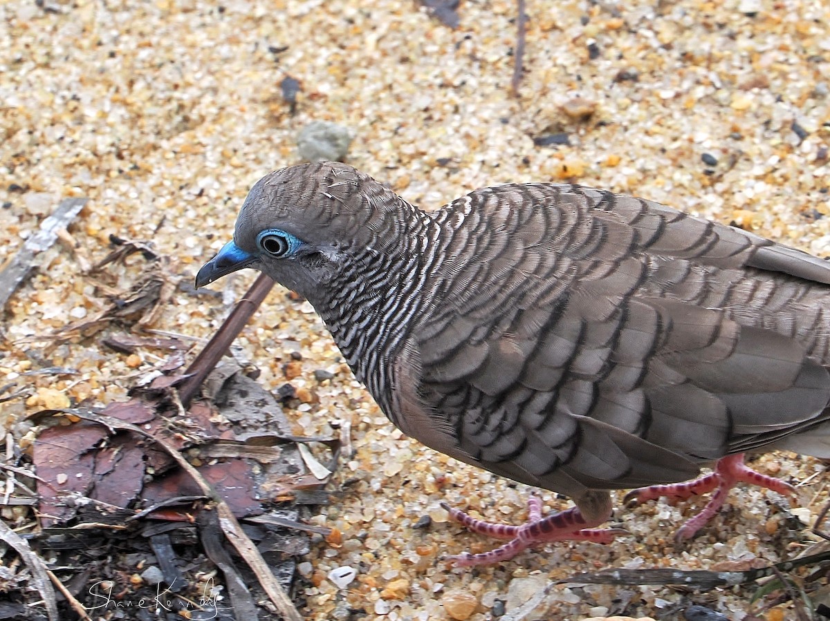 Горлиця австралійська - ML649776953