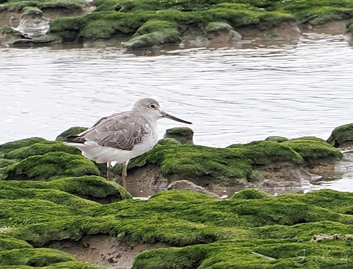 Коловодник охотський - ML649776961