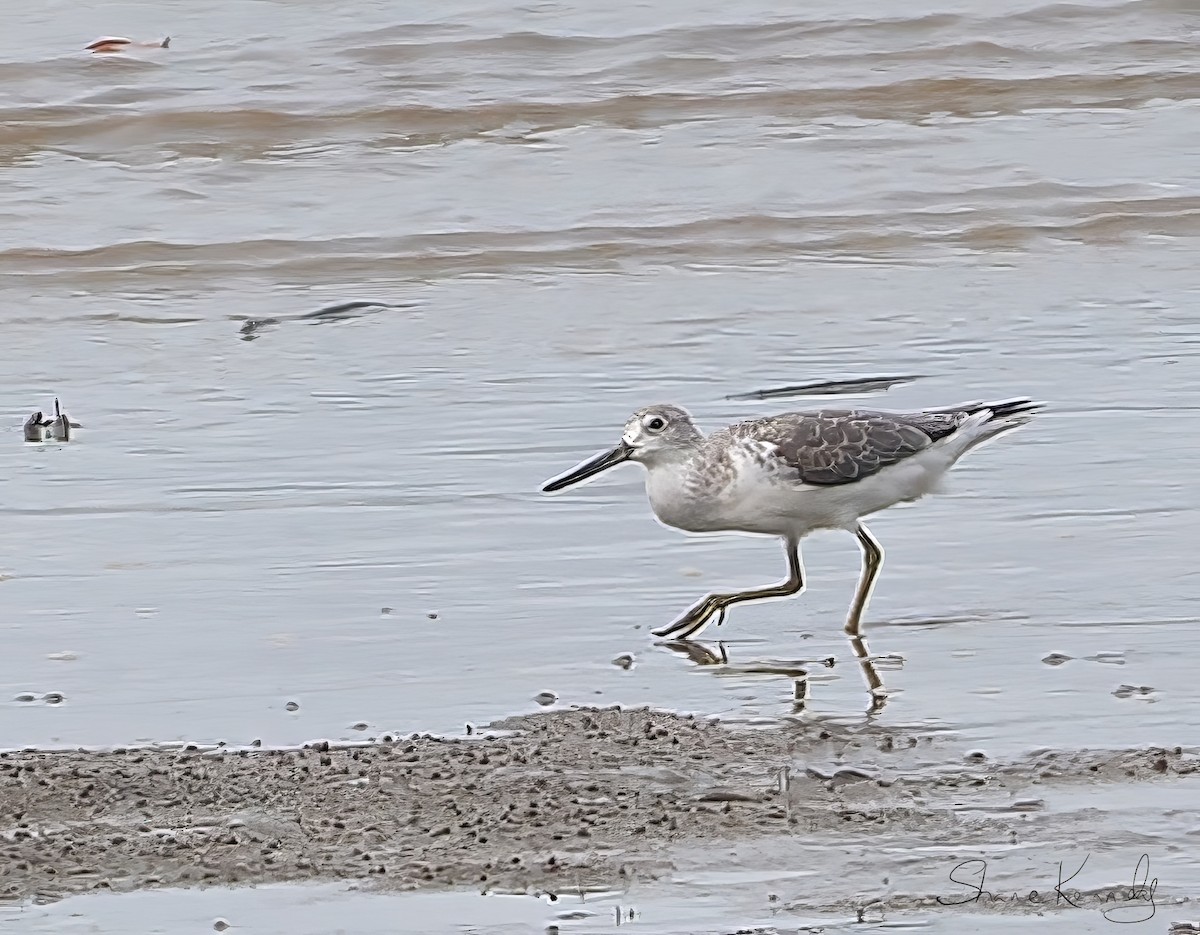 Коловодник охотський - ML649776962