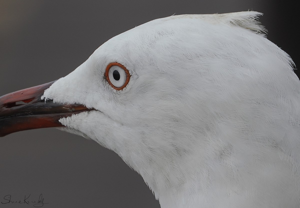 Мартин австралійський (підвид novaehollandiae/forsteri) - ML649776965