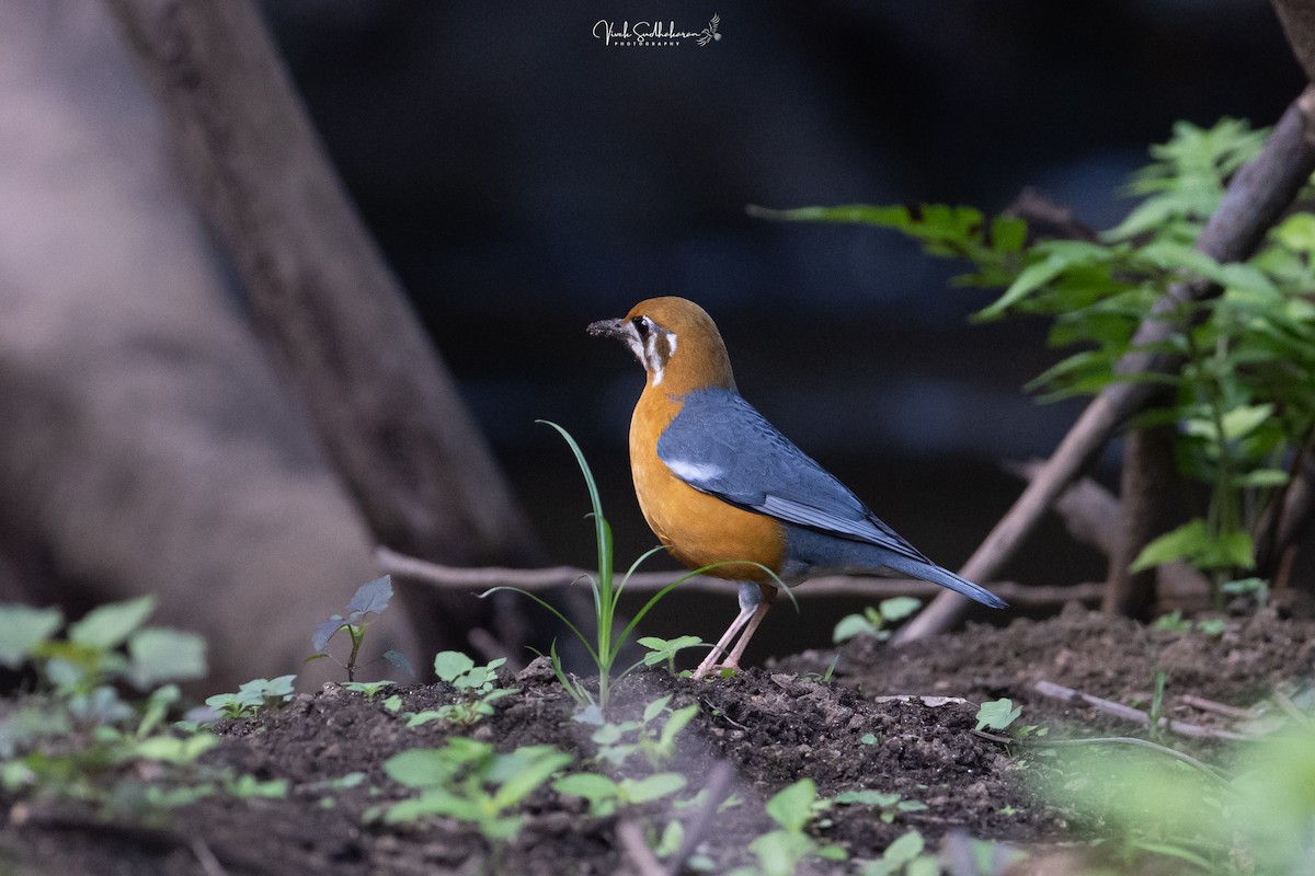 Orange-headed Thrush - ML649778525