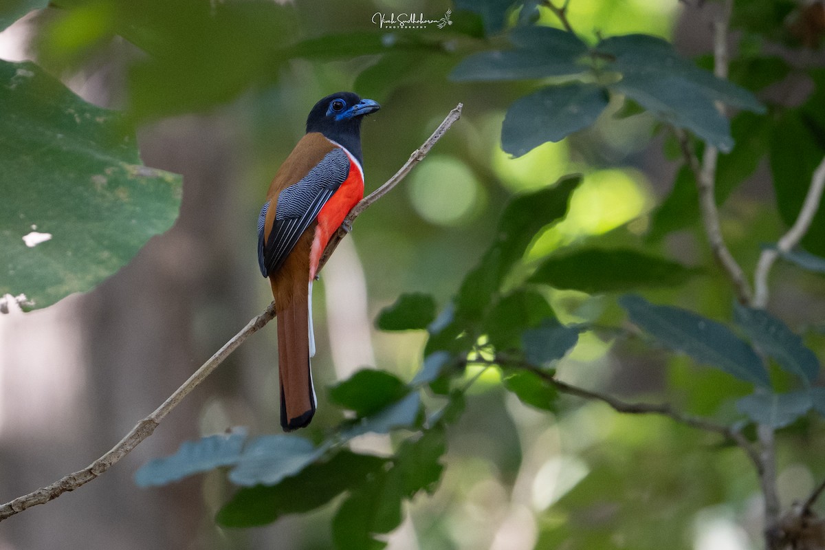 Malabar Trogon - ML649778530
