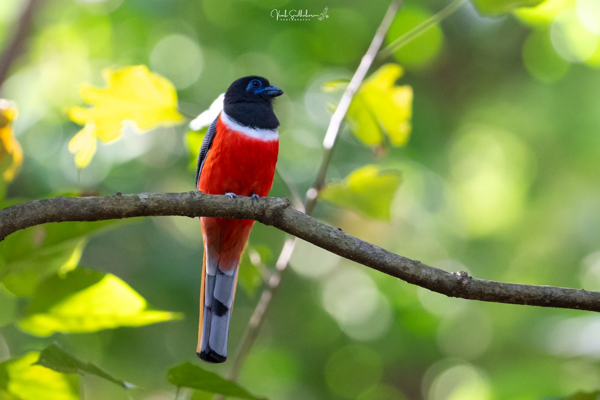 Malabar Trogon - ML649778531
