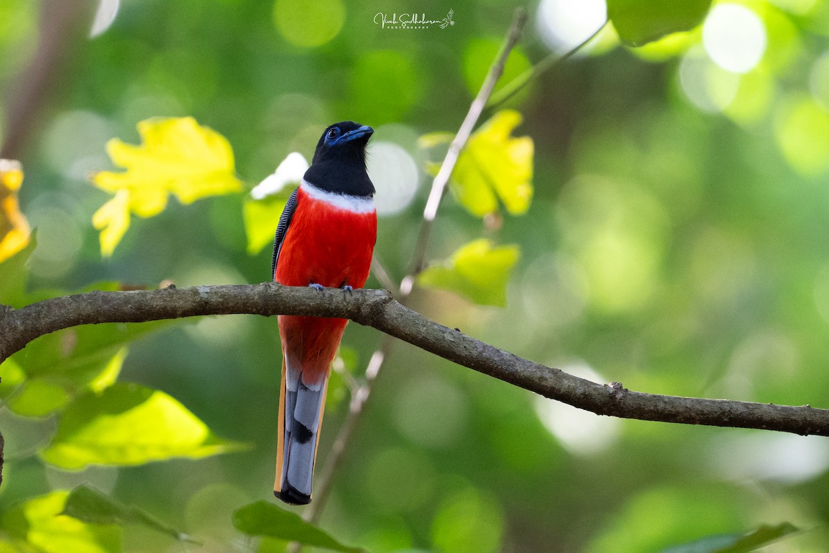 Malabartrogon - ML649778532