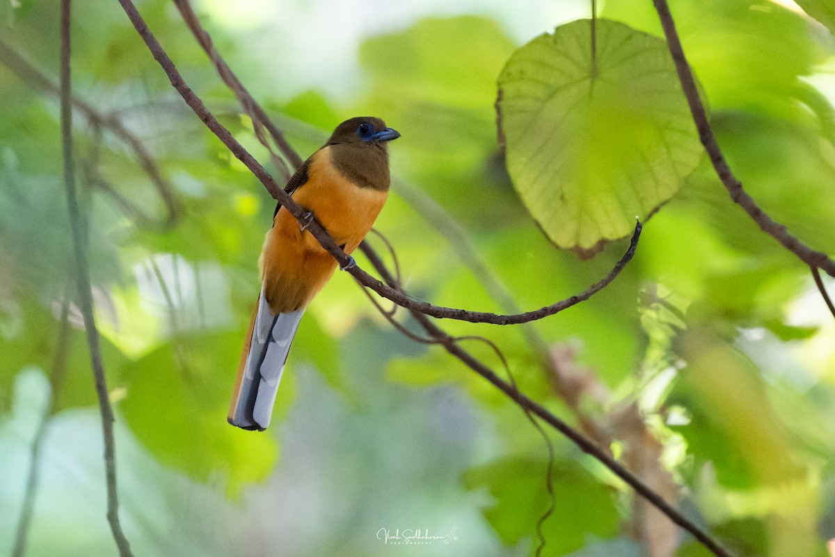 Malabar Trogon - ML649778533
