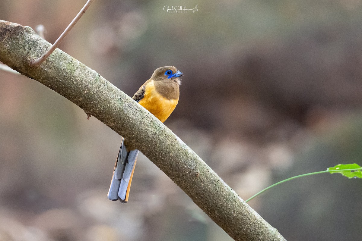 Malabar Trogon - ML649778534