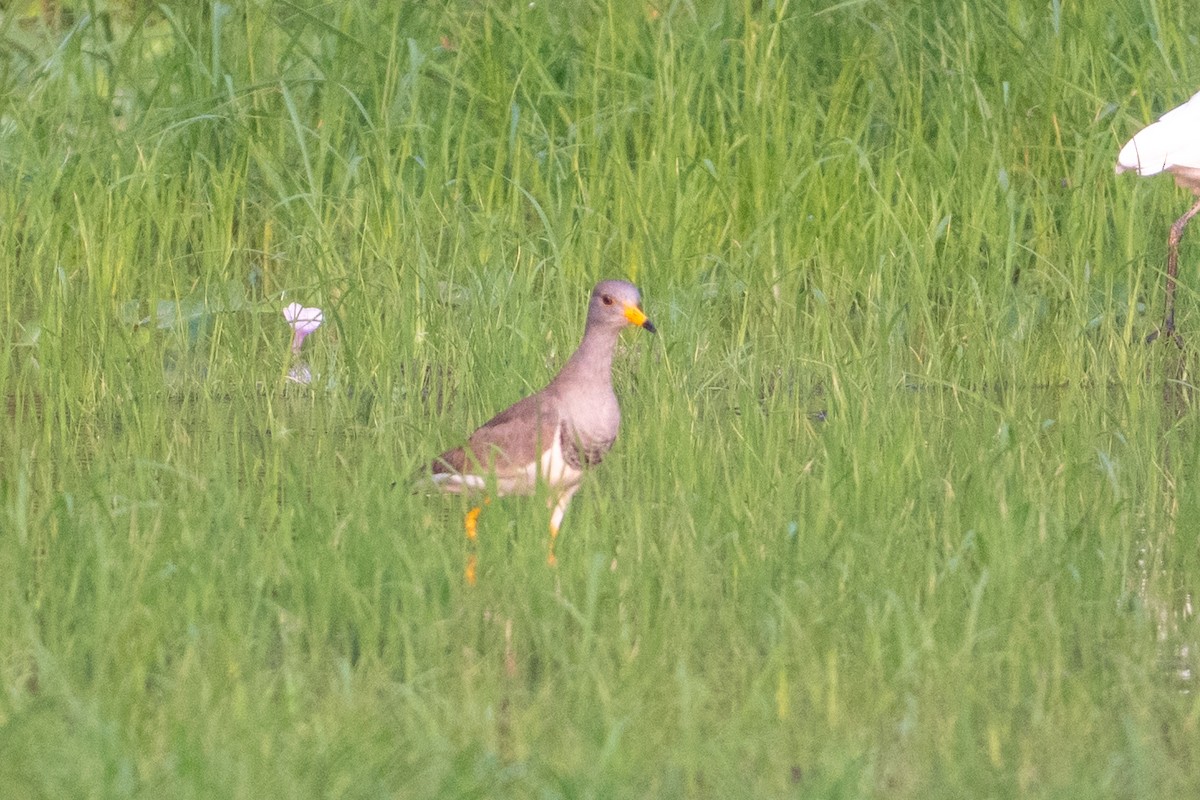 Graukopfkiebitz - ML649778608