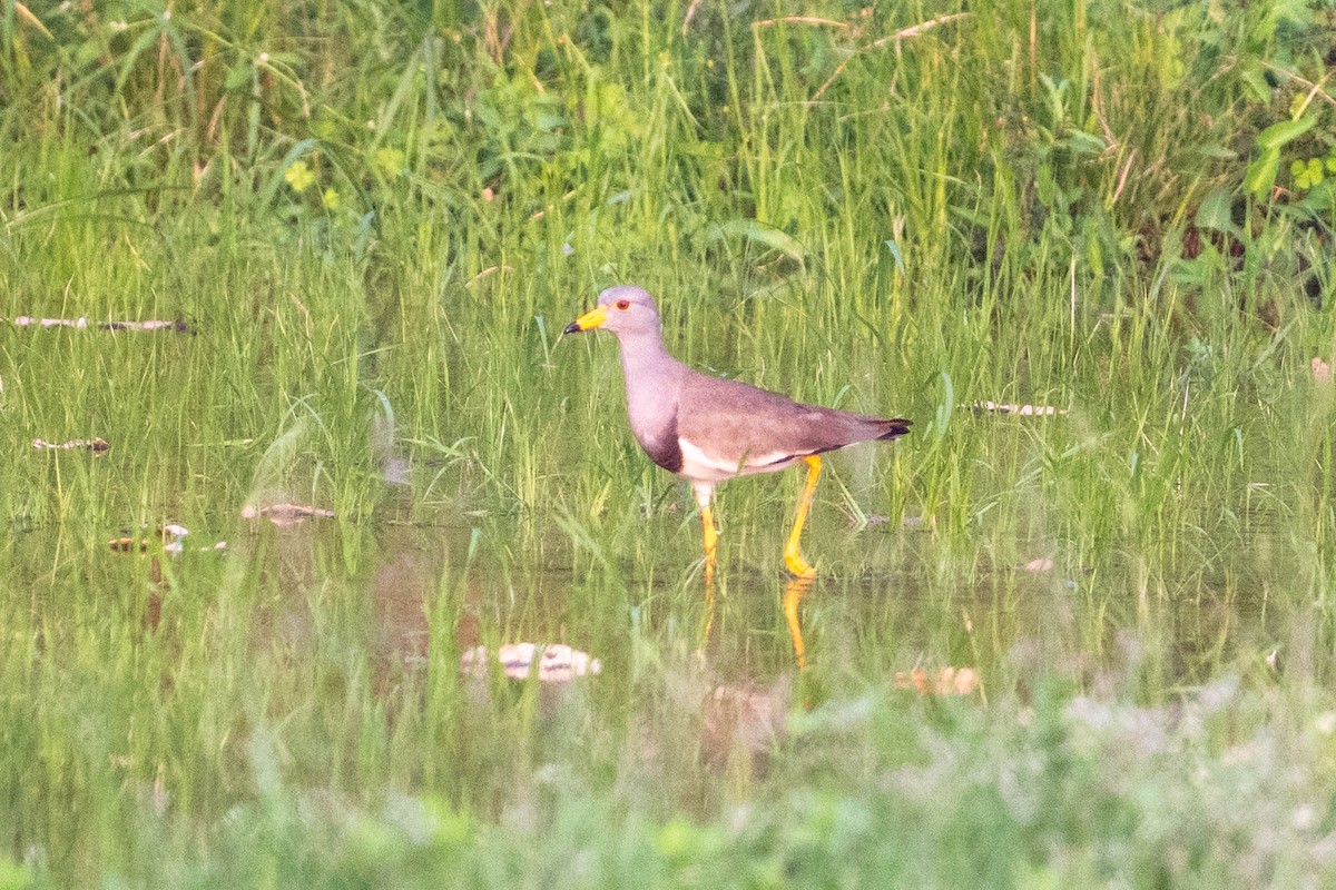 Graukopfkiebitz - ML649778609