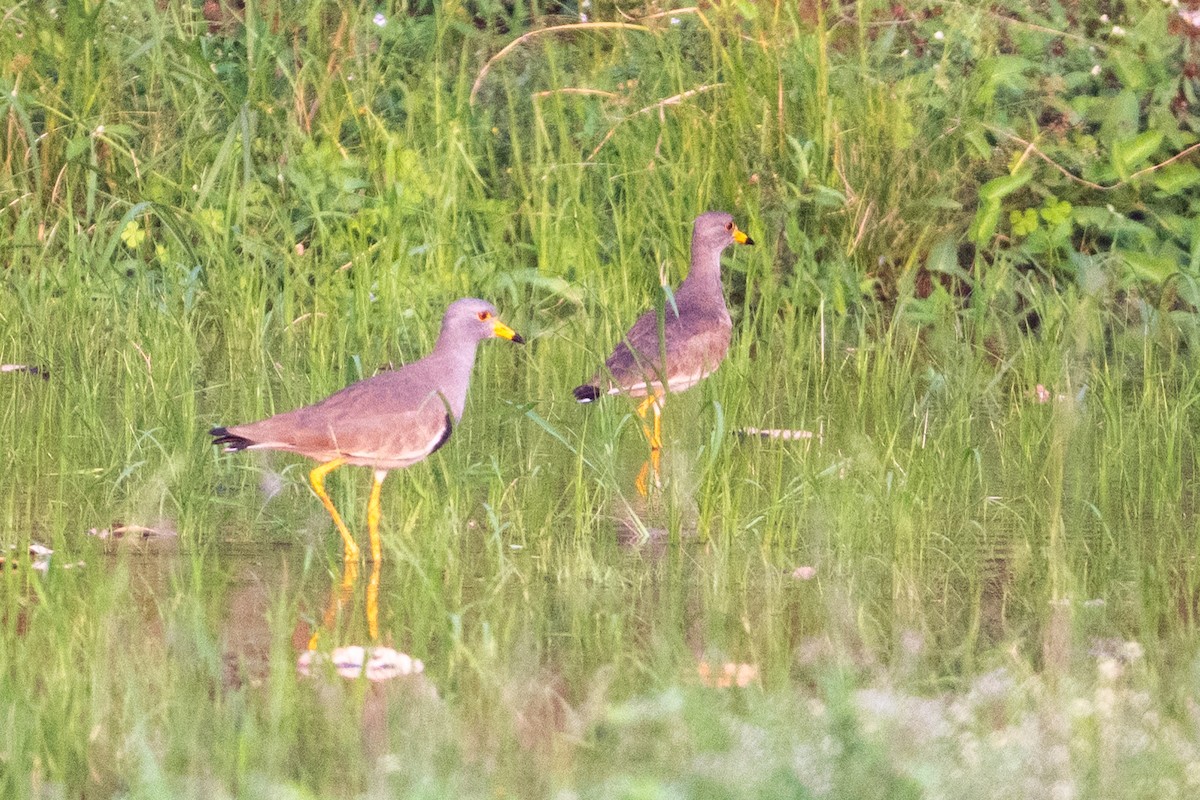 Graukopfkiebitz - ML649778610