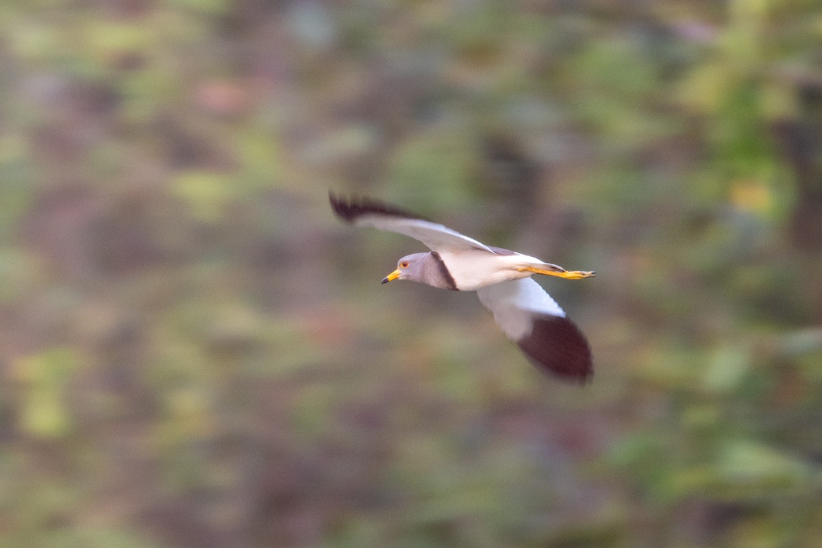 Graukopfkiebitz - ML649778611