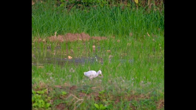 Graukopfkiebitz - ML649778616