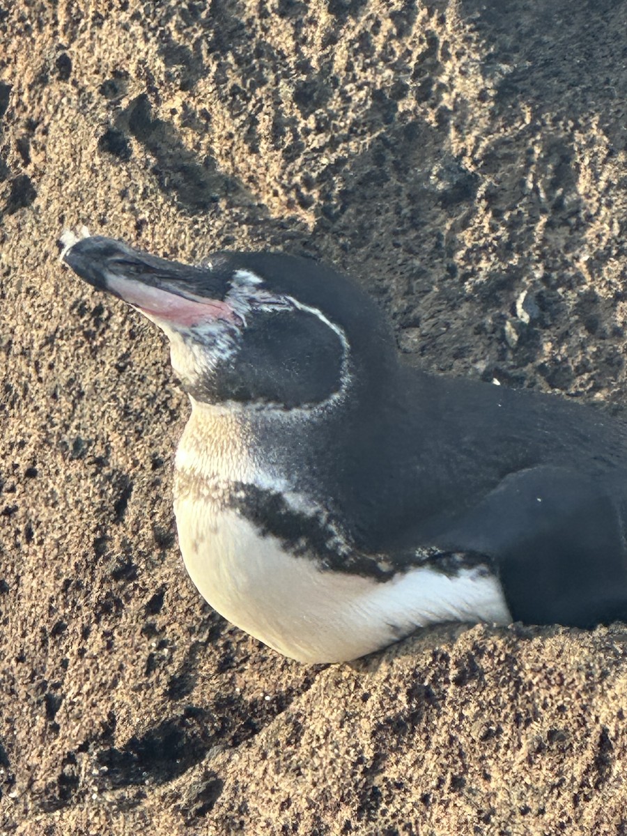 Galapagos Penguin - ML649780608