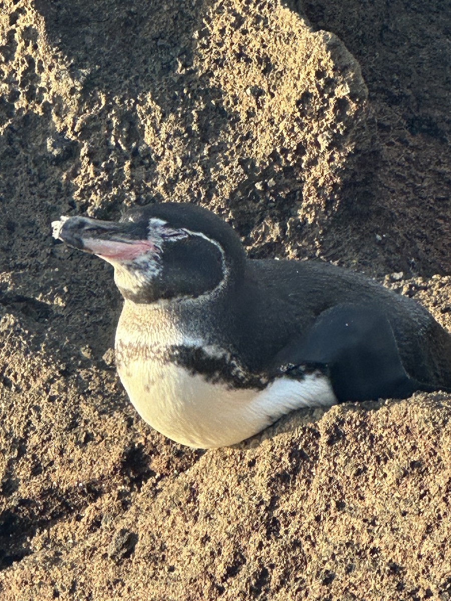 Galapagos Penguin - ML649780611